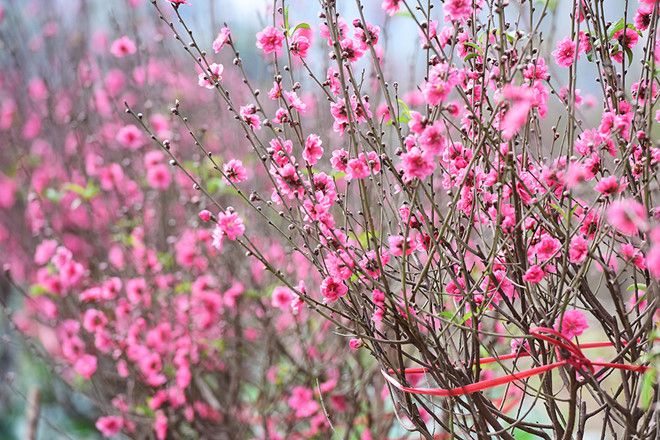 Sắc xuân 3 miền